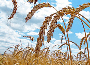 Золотые колосья пшеницы